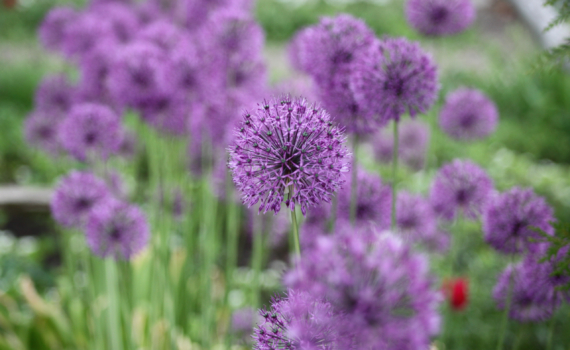 Клещи покинут ваш сад навсегда: эти 5 цветов они не переносят на дух — ароматная броня без химии Клещи покинут ваш сад навсегда: эти 5 цветов они не переносят на дух — ароматная броня без химии