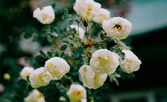 Эти 5 сортов роз-аристократок выдержат до -28°C: всё о самых устойчивых красавицах для вашего сада Эти 5 сортов роз-аристократок выдержат до -28°C: всё о самых устойчивых красавицах для вашего сада